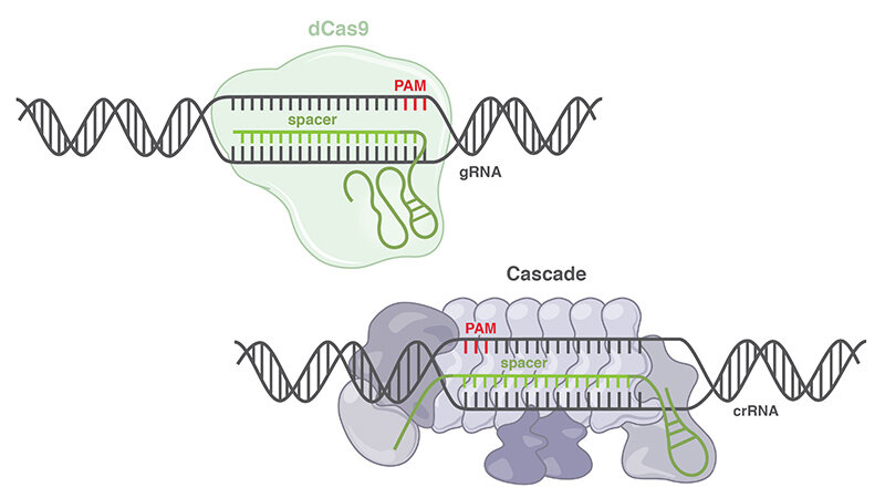 媲美CRISPR-Cas9, 新CRISPR 工具探知90%的基因编辑领域